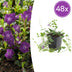 48x Vinca minor 'Atropurpurea' Groundcover, 10-25cm Height Bild 1
