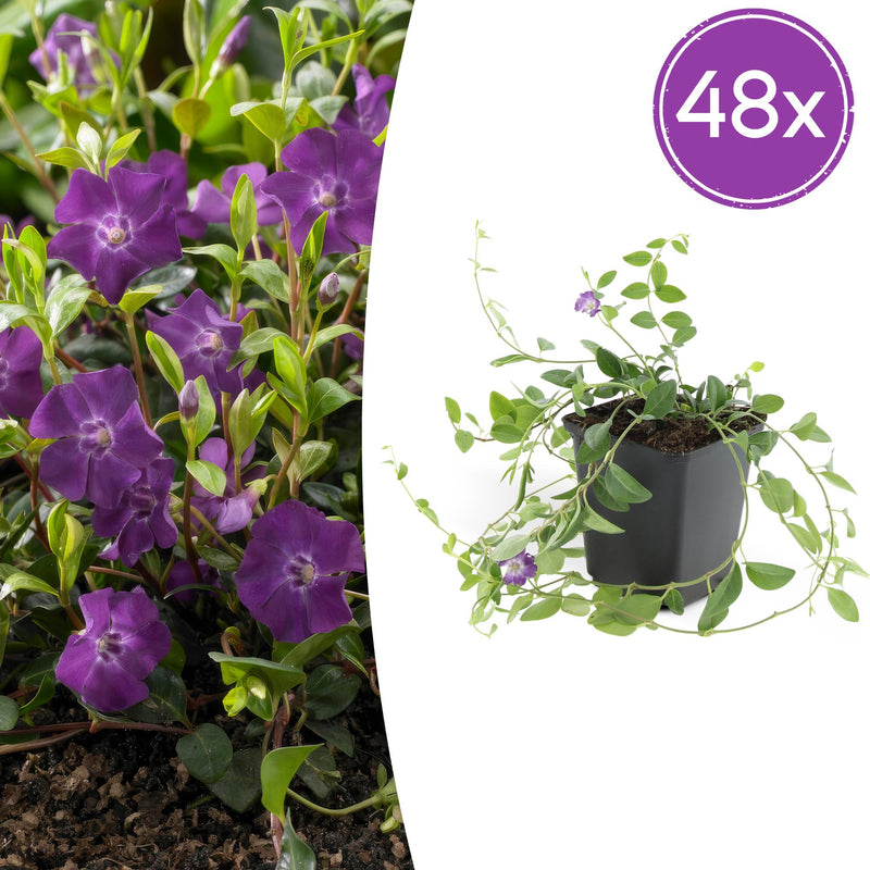 48x Vinca minor 'Atropurpurea' Groundcover, 10-25cm Height