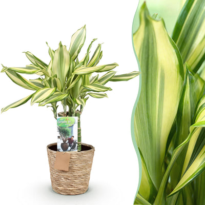 Dracaena fragrans Diamond Dream Drachenbaum, pflegeleicht, 50-55cm, Topf 17cm