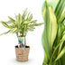 Dracaena fragrans Diamond Dream Drachenbaum, pflegeleicht, 50-55cm, Topf 17cm Bild 1