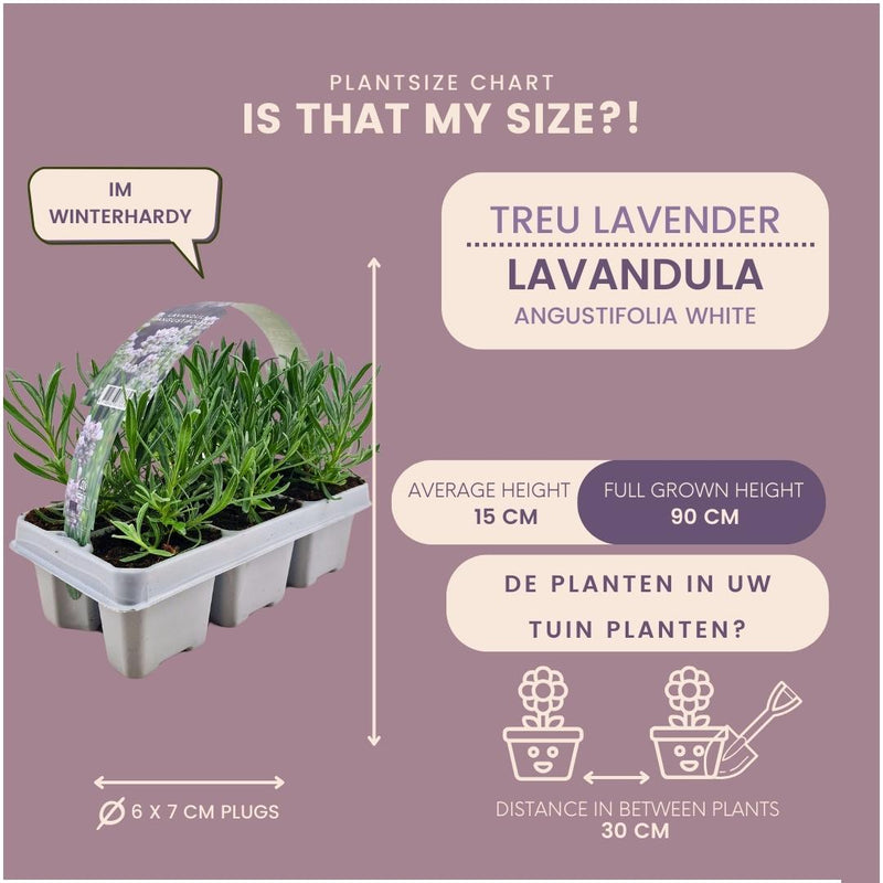 2 x 6 pack Lavendel angustifolia white - 12 x Ø7 cm - ↕15 cm