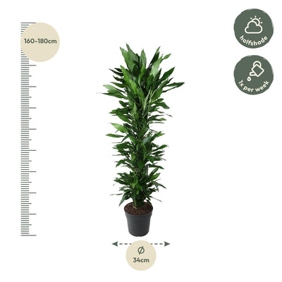 Dracaena Janet Lind verzweigt, 170 cm, Ø34