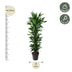 Dracaena Janet Lind verzweigt, 170 cm, Ø34 Bild 2