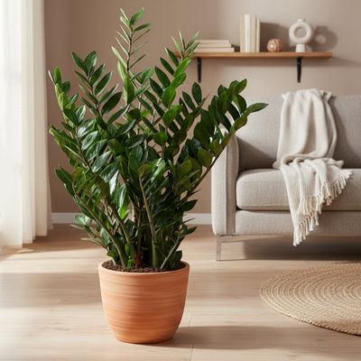 Zamioculcas Pflanze - 90cm, Ø21-24cm