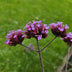 48x Verbena bonariensis: 10-25cm, lila Blüte, in 9cm Topf Bild 5