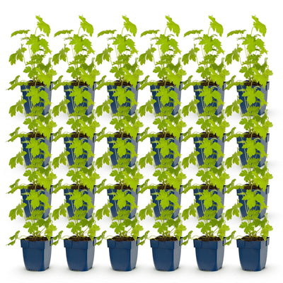 Green boutiQ - Perennial - Delphinium (P) Galahad - Larkspur - Bee and Butterfly Attractors - White - 24 Plants - Pot 11cm - Height 15-25cm