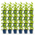 Green boutiQ - Perennial - Delphinium (P) Galahad - Larkspur - Bee and Butterfly Attractors - White - 24 Plants - Pot 11cm - Height 15-25cm Bild 2