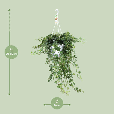 Hedera Wonder Green Efeu, Ø24cm Topf, ↕70cm Höhe