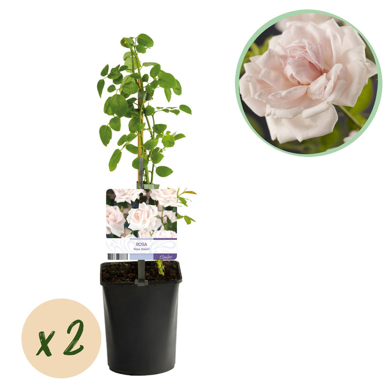 GreenboutiQ Climbing Rose 'New Dawn' - 2 Plants, Light Pink, easy to care for