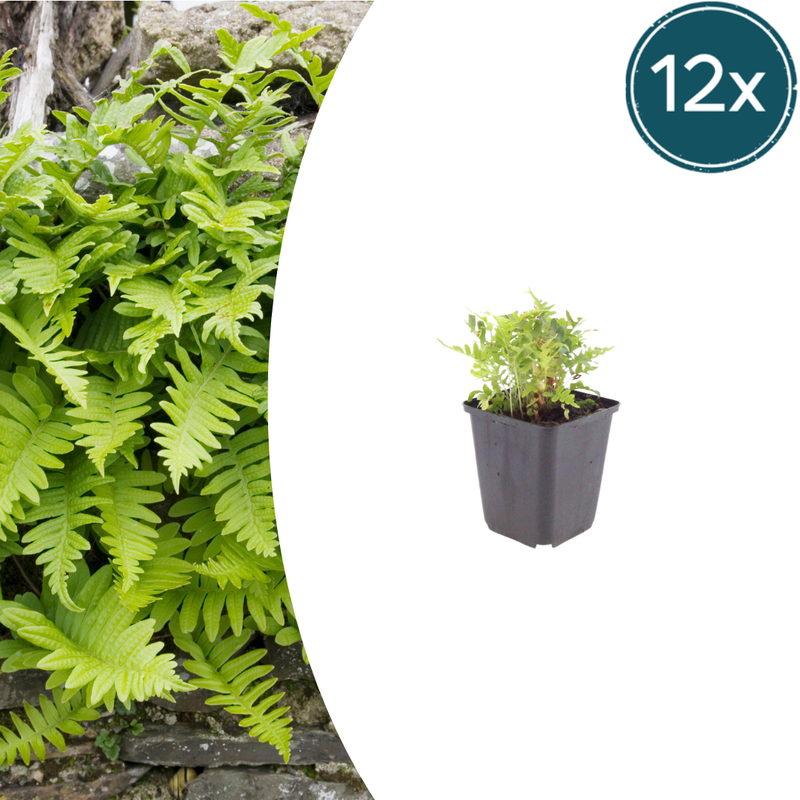 Polypodium vulgare 12er Pack - Immergrüner Farn für Schattenbeete