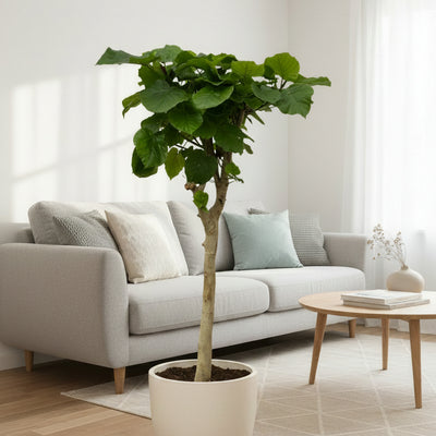 Ficus Umbellata auf Stamm - 180 cm - Große Blätter