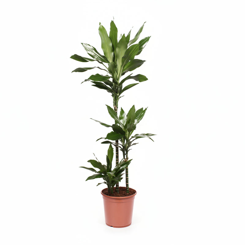 Drachenbaum Janet Lind - Ø24cm - ↕130cm