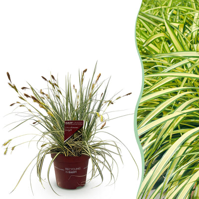 Carex oshimensis Evergold: Immergrünes Ziergras im 17cm Topf