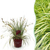 Carex oshimensis Evergold: Immergrünes Ziergras im 17cm Topf Bild 1