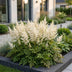 Green boutiQ - Perennial - Astilbe (J) Deutschland - Plume Spiraea - Shade - White - 12 Plants - Pot 11cm - Height 15-25cm Bild 6