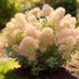 Cotinus coggygria Young Lady: Rosenblütiger Zierstrauch für Garten & Balkon Bild 4