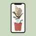 Ficus Elastica Tineke - Ø17cm - ↕50cm - Panaschierte Zimmerpflanze Bild 5