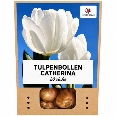 Tulpenbollen Catherina – 20 Stück | KH Bloembollen® | Zuiver Witte Tulp – Tijdloos & Elegant – Voor Tuin of Pot – Maat 11/12 – Vers van de Teler