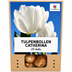 Tulip Bulbs Catherina – 20 pieces | KH Bloembollen® | Pure White Tulip – Timeless & Elegant – For Garden or Pot – Size 11/12 – Fresh from the Grower Bild 1