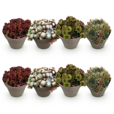 GreenboutiQ Sempervivum Big Sam: 8 winterharte Bodendecker (Topf 14cm)