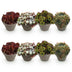 GreenboutiQ Sempervivum Big Sam: 8 winterharte Bodendecker (Topf 14cm) Bild 2