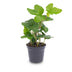 Hedera helix (Efeu) im 6cm Topf - Zimmer- & Terrarienpflanze Bild 1