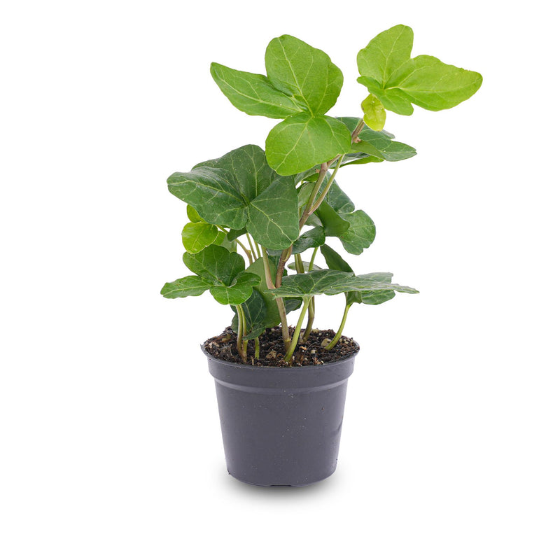 Hedera helix (Efeu) im 6cm Topf - Zimmer- & Terrarienpflanze
