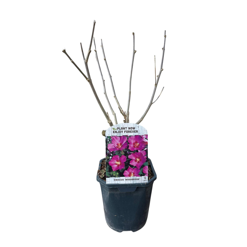 GreenboutiQ - Sträucher - Hibiscus syriacus Woodbridge - Blüte Rosa - 1 Pflanze - Laubabwerfend - Pflegeleicht - Topf 17cm Höhe 45cm