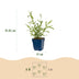 Green boutiQ - Perennial - Verbena bonariensis Lollipop - Ironweed - Bee and Butterfly Attractors - Purple - 3 Plants - Pot 11cm - Height 15-25cm Bild 4