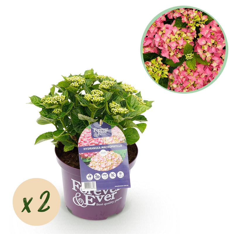 Hortensie 'Forever & Ever' Rosa - 2 Pflanzen im 23cm Topf