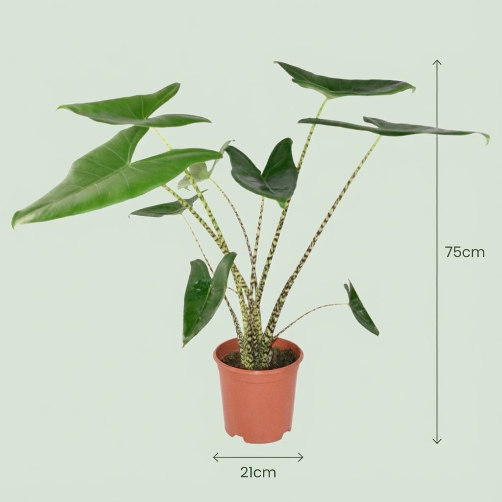 Green boutiQ - Zimmerpflanze - Elefantenohr - Alocasia Zebrina - Grün - Pflegeleicht - 1 Pflanze - Topf 21 cm - Höhe 70 - 75 cm