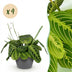 Green boutiQ Maranta Fascinator Lemon Lime – 4 Pflanzen m. Übertopf Bild 1