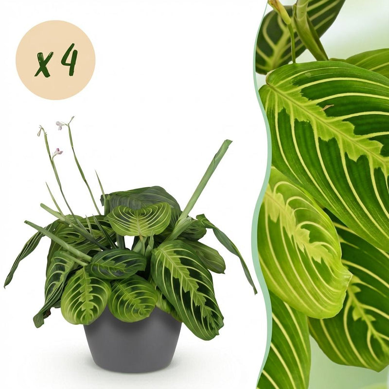 Green boutiQ Maranta Fascinator Lemon Lime – 4 Pflanzen m. Übertopf