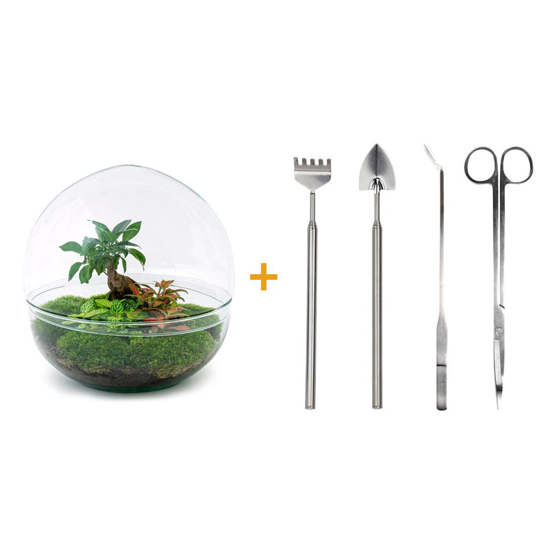 Bottle Garden Dome XL: Ficus Ginseng Bonsai DIY Set