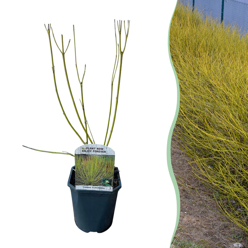 Cornus alba Flaviramea: Yellow Shrubs for Your Garden
