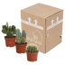 Cactus Mix 10.5 cm - 3-pack, without pot Bild 5