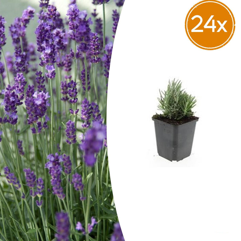 24x Lavandula ang. 'Dwarf Blue' - ↕10-25cm - Ø9cm