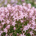 Green boutiQ - Perennial - Campanula posch. Lisduggan Variety - Delphinium - Ground Cover - White - 12 Plants - Pot 11cm - Height 15-25cm Bild 4