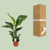 Strelitzia Nicolai - Paradiesvogelblume Ø17cm, ↕70cm Bild 4