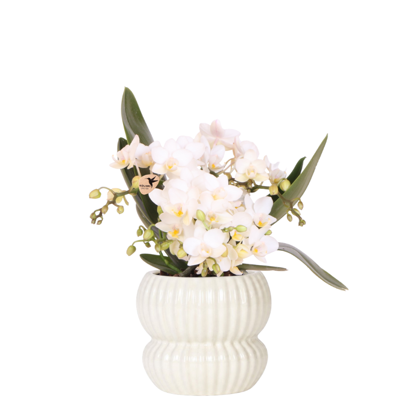 Kolibri Orchidee Nazaré Weiß inkl. Horizon Übertopf weiß Ø9cm