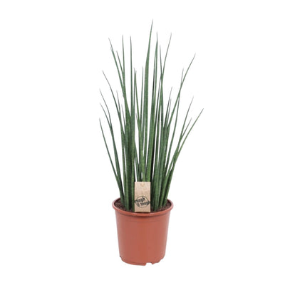 Sansevieria Mikado - Zimmerpflanze Ø19cm, ↕70cm