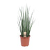 Sansevieria Mikado - Zimmerpflanze Ø19cm, ↕70cm Bild 1