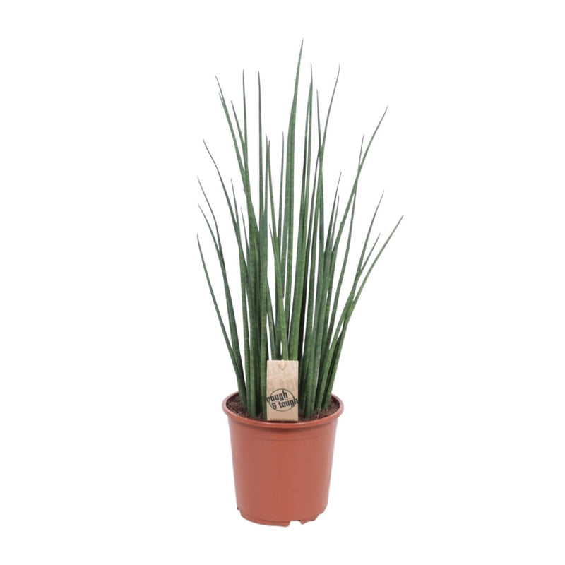 Sansevieria Mikado - Zimmerpflanze Ø19cm, ↕70cm