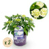 Balkonhortensie Hydrangea 'Forever & Ever' Weiss, 2 Pflanzen, Topf 23cm Bild 1
