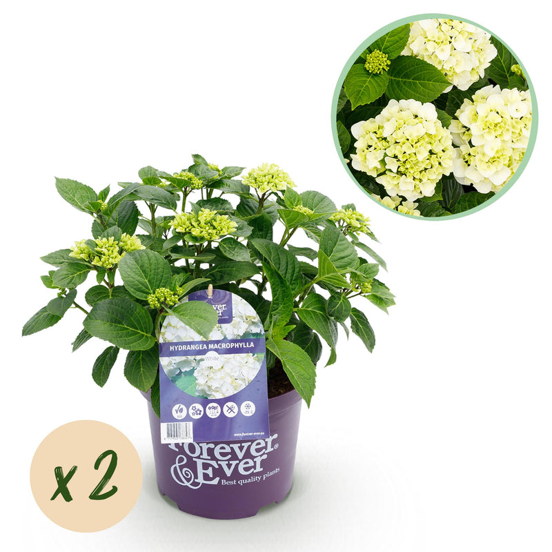 Balkonhortensie Hydrangea 'Forever & Ever' Weiss, 2 Pflanzen, Topf 23cm