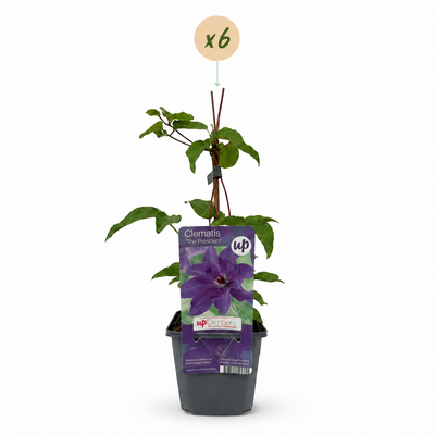 6x Clematis 'The President' Lila Kletterpflanze Ø9cm H35cm