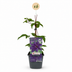 6x Clematis The President - Waldrebe The President - Lila - Kletterpflanze - Ø9cm - ↕35cm Bild 2