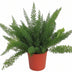 Asparagus 'D. Meyers' - Farn mit Federlaub (Ø27cm, ↕60cm) Bild 1
