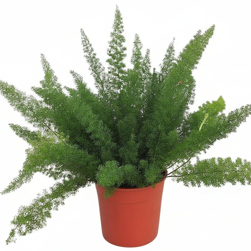 Asparagus 'D. Meyers' - Farn mit Federlaub (Ø27cm, ↕60cm)