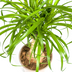 Beaucarnea Recurvata Elefantenfuß Stamm Ø17cm, 40-60cm Bild 5